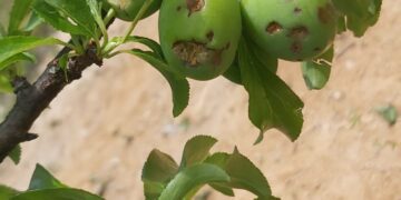 AVA-ASAJA reclama ayudas directas para los agricultores que se han quedado fuera al eliminarse la extensión de garantías de cítricos
