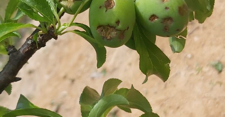 AVA-ASAJA reclama ayudas directas para los agricultores que se han quedado fuera al eliminarse la extensión de garantías de cítricos 1 AVA-ASAJA reclama ayudas directas para los agricultores que se han quedado fuera al eliminarse la extensión de garantías de cítricos