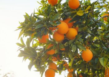 Bruselas flexibiliza ayudas por daños en cultivos frutales 7 frutales 1748447057