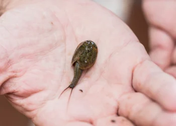 Récord histórico en la Comunitat Valenciana: más de 38.200 huevos de Triops cancriformis en 2024