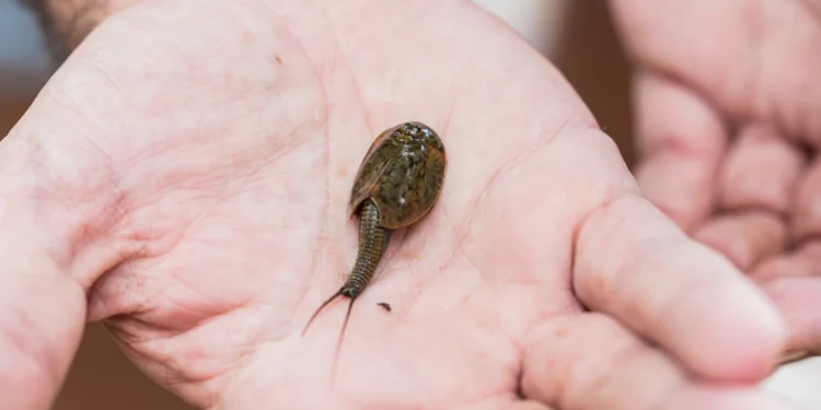 Récord histórico en la Comunitat Valenciana: más de 38.200 huevos de Triops cancriformis en 2024 1 Récord histórico en la Comunitat Valenciana: más de 38.200 huevos de Triops cancriformis en 2024