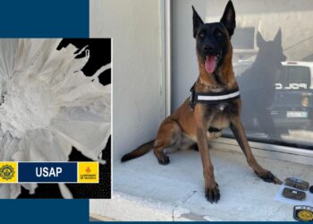 K9, el perro policía de Valéncia, frustra una venta de droga en plena Feria de Andalucía