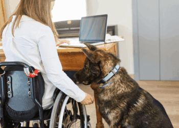 COCEMFE exige mejoras en el anteproyecto de la ley discapacidad 10 Nuevo proyecto de ley del Consell sobre la regulación de perros de asistencia para personas con discapacidad