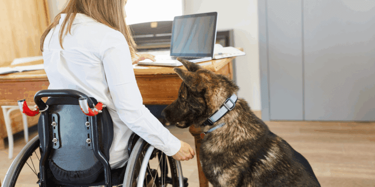 COCEMFE exige mejoras en el anteproyecto de la ley discapacidad 1 Nuevo proyecto de ley del Consell sobre la regulación de perros de asistencia para personas con discapacidad