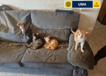 La Policía Local de Valencia rescata ocho gatos de un piso del barrio de San Isidro 8 La Policía Local de Valencia rescata ocho gatos de un piso del barrio de San Isidro