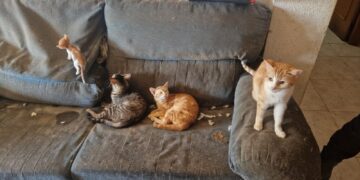 La Policía Local de Valencia rescata ocho gatos de un piso del barrio de San Isidro