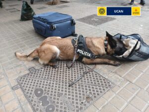 La Policía Local detiene en Ciutat Vella a dos personas con 5 drogas diferentes y conduciendo bajo los efectos de varias de ellas 2 502956668 1094180972739545 8415937860701235819 n