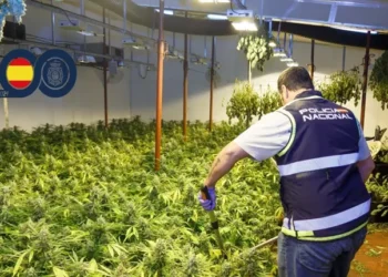 Detenidos en Dénia por plantación de marihuana en vivienda