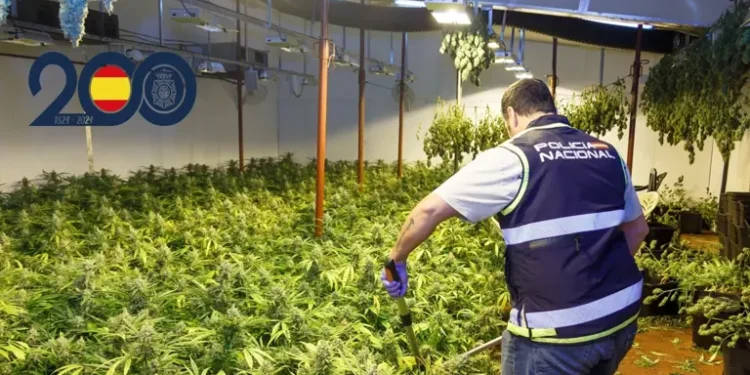 Detenidos en Dénia por plantación de marihuana en vivienda