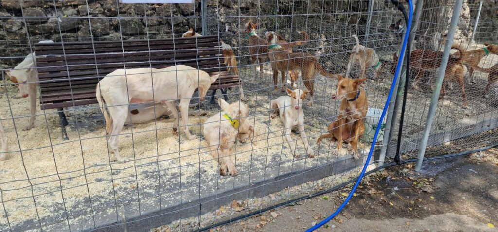 Barracas celebra su XVIII Feria con una apuesta firme por las tradiciones rurales, la vivienda social y el futuro del mundo rural 19 Barracas celebra su XVIII Feria 20250614 104300 Mediana 14