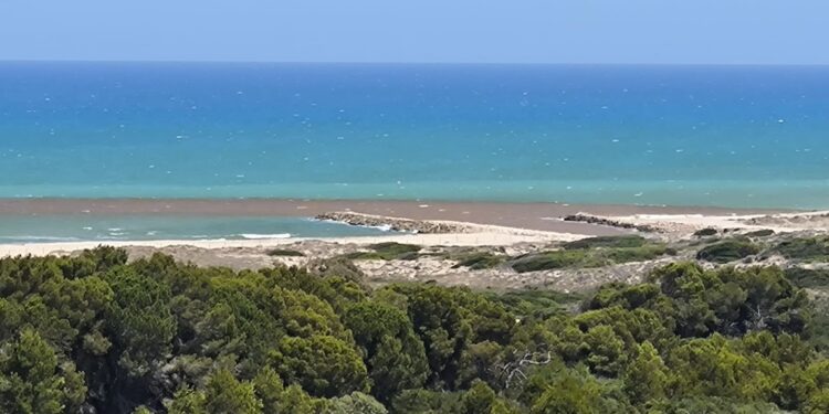 Dos vertidos más de l'Albufera enfadan a los vecinos del Saler que piden a Catalá explicaciones 1 Dos vertidos más de l'Albufera enfadan a los vecinos del Saler que piden a Catalá explicaciones