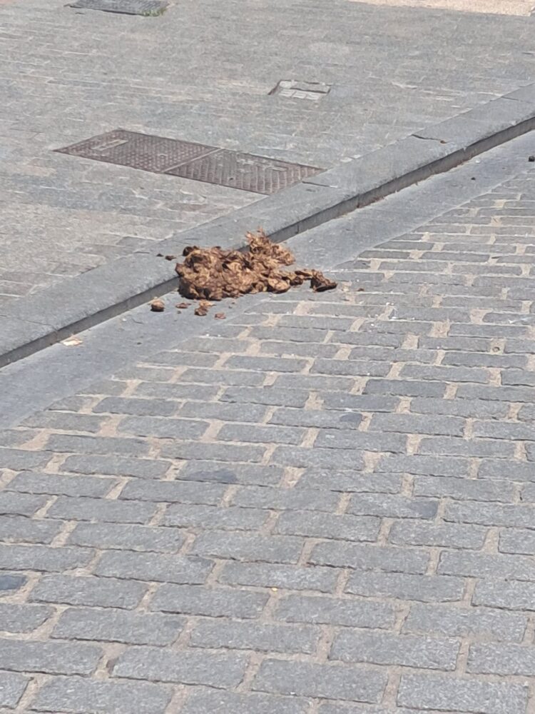 Traslado de las 3 Rocas del Corpus y el bestiario a la Plaza de la Mare de Deu entre gran expectación