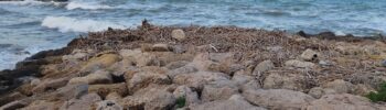 9 meses de cañas de la #DANA están generando un foco de infección en el Faro de Cullera