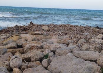 9 meses de cañas de la #DANA están generando un foco de infección en el Faro de Cullera