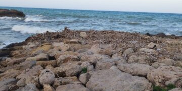 9 meses de cañas de la #DANA están generando un foco de infección en el Faro de Cullera