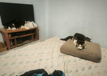 Bienestar Animal retiran 17 gatos de una vivienda en la que vivían 22 gatos