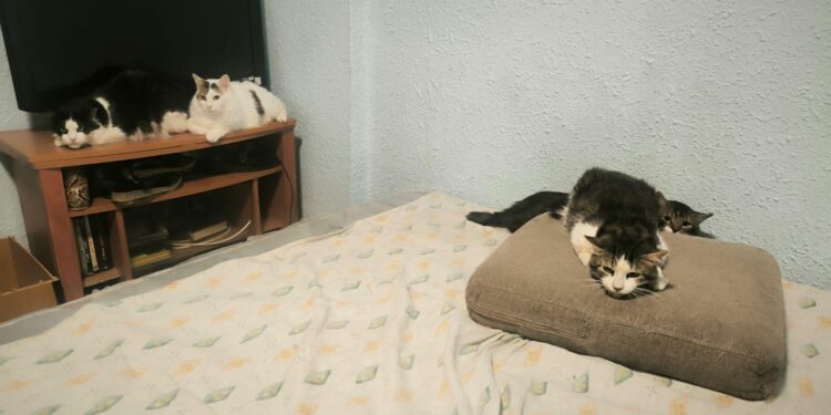 Bienestar Animal retiran 17 gatos de una vivienda en la que vivían 22 gatos