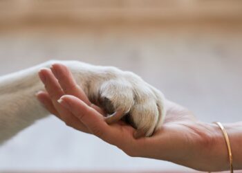 CoPPA propone un permiso laboral por la enfermedad o muerte de animales de compañía