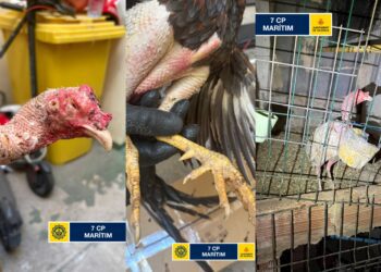 Intervienen un criadero de Gallos de Pelea en Nazaret