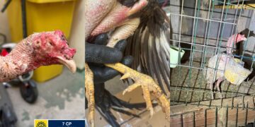 Intervienen un criadero de Gallos de Pelea en Nazaret