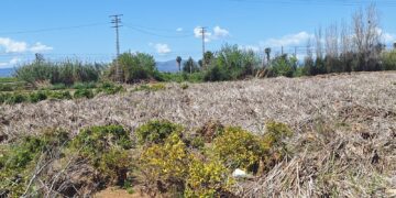 Ley de espacios verdes productivos