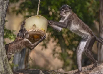 Los animales de Bioparc Valencia se refrescan con helados personalizados para combatir la ola de calor
