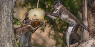Los animales de Bioparc Valencia se refrescan con helados personalizados para combatir la ola de calor