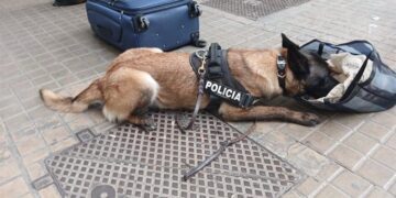 Dos jóvenes detenidos en Valencia con cinco tipos de drogas mientras conducían bajo sus efectos