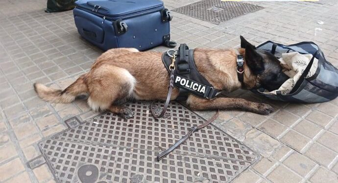 Dos jóvenes detenidos en Valencia con cinco tipos de drogas mientras conducían bajo sus efectos 1 Dos jóvenes detenidos en Valencia con cinco tipos de drogas mientras conducían bajo sus efectos