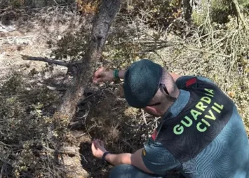 Lazos trampa en Requena: la Guardia Civil investiga un grave caso de maltrato animal