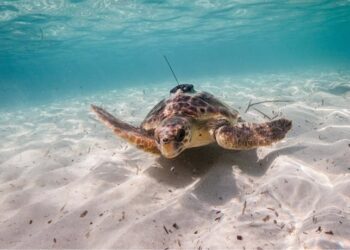 La UPV participa en un estudio internacional para proteger a la megafauna marina