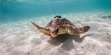 La UPV participa en un estudio internacional para proteger a la megafauna marina