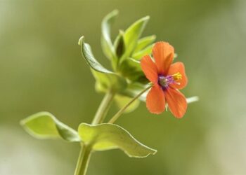 La Universitat de Valéncia revela la “belleza ignorada” de las malas hierbas en una exposición científica y divulgativa