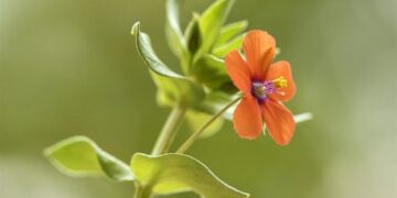 La Universitat de Valéncia revela la “belleza ignorada” de las malas hierbas en una exposición científica y divulgativa