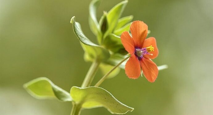 La Universitat de Valéncia revela la “belleza ignorada” de las malas hierbas en una exposición científica y divulgativa 1 La Universitat de Valéncia revela la “belleza ignorada” de las malas hierbas en una exposición científica y divulgativa