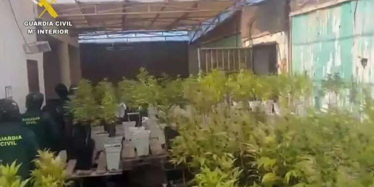 Golpe a las plantaciones de marihuana en Ribera Alta 1 guardia civil incauta 1749125034