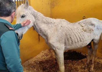 Investigan a un hombre en Oliva por maltrato animal tras hallar siete caballos desnutridos y deshidratados