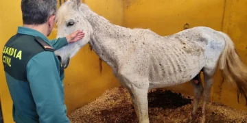 Investigan a un hombre en Oliva por maltrato animal tras hallar siete caballos desnutridos y deshidratados