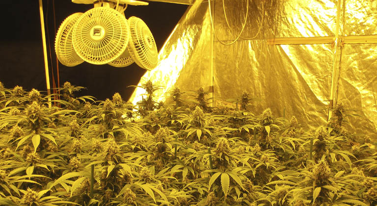 Golpe a las plantaciones de marihuana en Ribera Alta 2 marihuana 1749124784