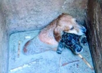 Rescatan a tres cachorros atrapados en el fondo anegado de una arqueta en El Campello