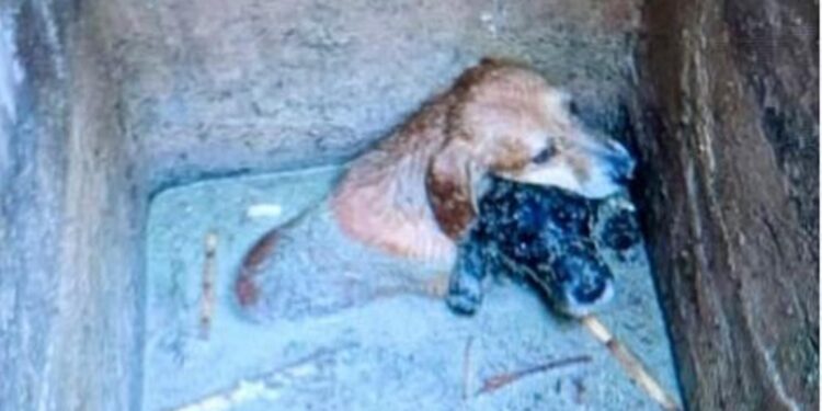 Rescatan a tres cachorros atrapados en el fondo anegado de una arqueta en El Campello 1 Rescatan a tres cachorros atrapados en el fondo anegado de una arqueta en El Campello