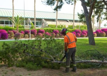 La Universidad de Alicante tala 37 árboles por seguridad tras detectar riesgo de desplome