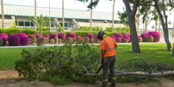 La Universidad de Alicante tala 37 árboles por seguridad tras detectar riesgo de desplome
