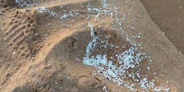 Alerta en las playas del sur de Valencia por un vertido: cerradas Daimús, Miramar, Bellreguard, Piles y Guardamar