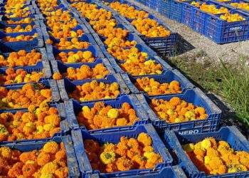 Más de 1,3 millones de clavellones cerrarán la Gran Feria de Julio con la Batalla de Flores más antigua de España