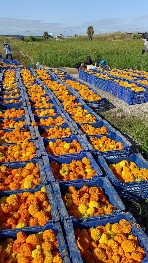 Más de 1,3 millones de clavellones cerrarán la Gran Feria de Julio con la Batalla de Flores más antigua de España 4 0725 Clavellons Batalla Flors 1