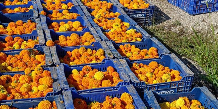 Más de 1,3 millones de clavellones cerrarán la Gran Feria de Julio con la Batalla de Flores más antigua de España