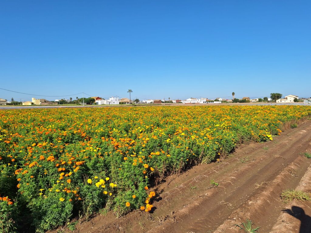 Más de 1,3 millones de clavellones cerrarán la Gran Feria de Julio con la Batalla de Flores más antigua de España 5 0725 Clavellons Batalla Flors 4