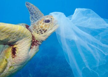 Youth Climate Save Valencia pide al Ayuntamiento de San Fulgencio que deje de usar botellas de plástico en los plenos 1 Piden al Ayuntamiento de San Fulgencio que deje de usar botellas de plástico en los plenos
