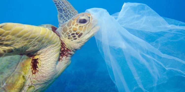 Piden al Ayuntamiento de San Fulgencio que deje de usar botellas de plástico en los plenos